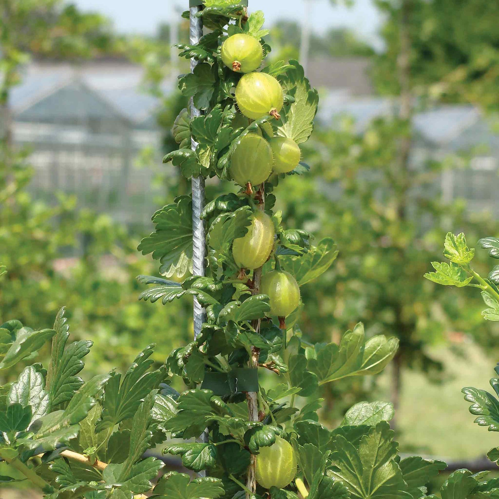 Gooseberry 'invicta', Rhs-recommended, Mildew-resistant | 1 x 4L | Pale Green