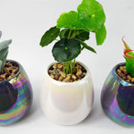 15cm Set Of Three Grey White Mix Ceramic Mini Planters With Artificial Succulent Plants