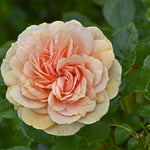 Rosa Joie De Vivre - Shrub Floribunda Rose | Set-of-1