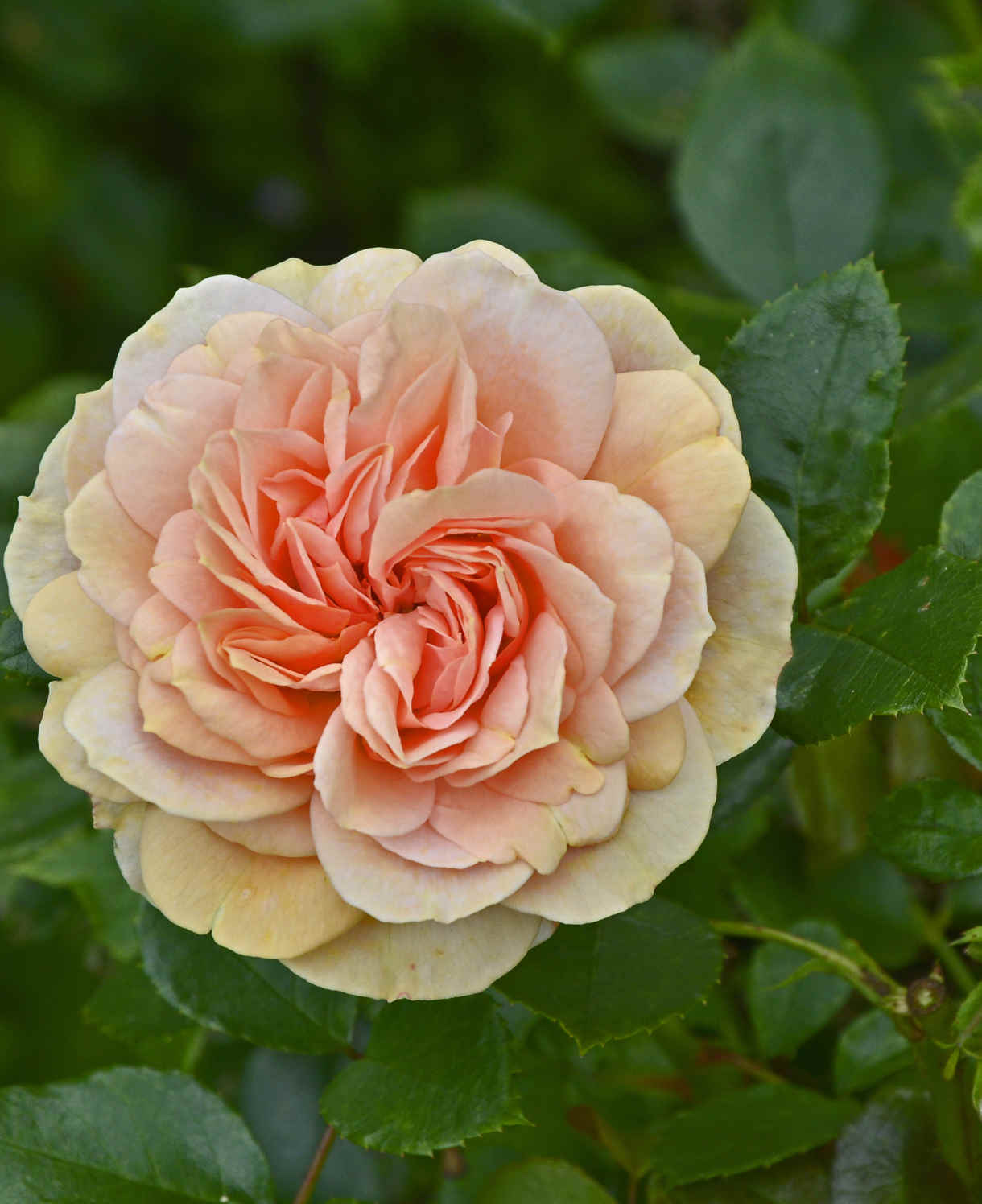 Rosa Joie De Vivre - Shrub Floribunda Rose | Set-of-3