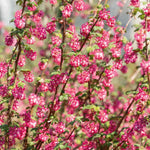 Ribes 'king Edward' 3 Litre Shrub | 1 x 3L
