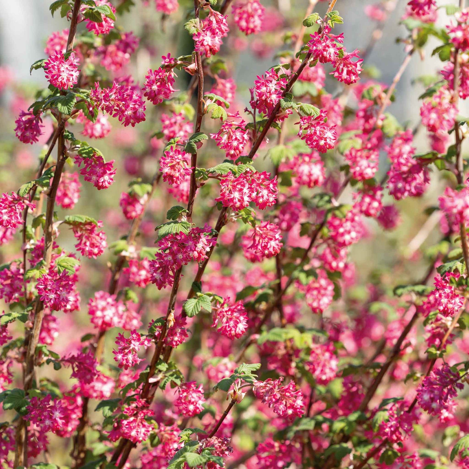 Ribes 'king Edward' 3 Litre Shrub | 1 x 3L