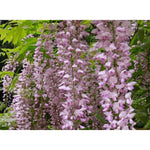 Direct Plants Wisteria Sinensis Pink Climbing Plant Grafted 3-4ft Tall Large Supplied In A 3 Litre Pot