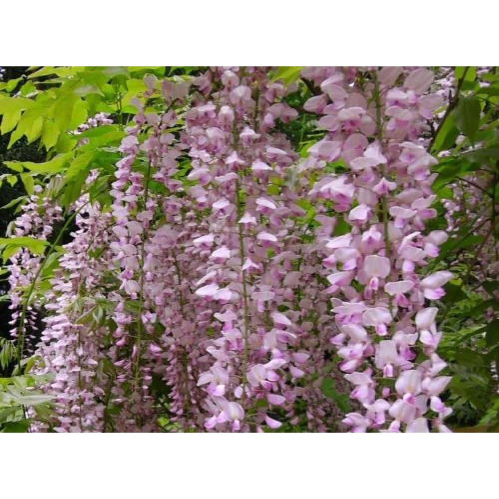 Direct Plants Wisteria Sinensis Pink Climbing Plant Grafted 3-4ft Tall Large Supplied In A 3 Litre Pot
