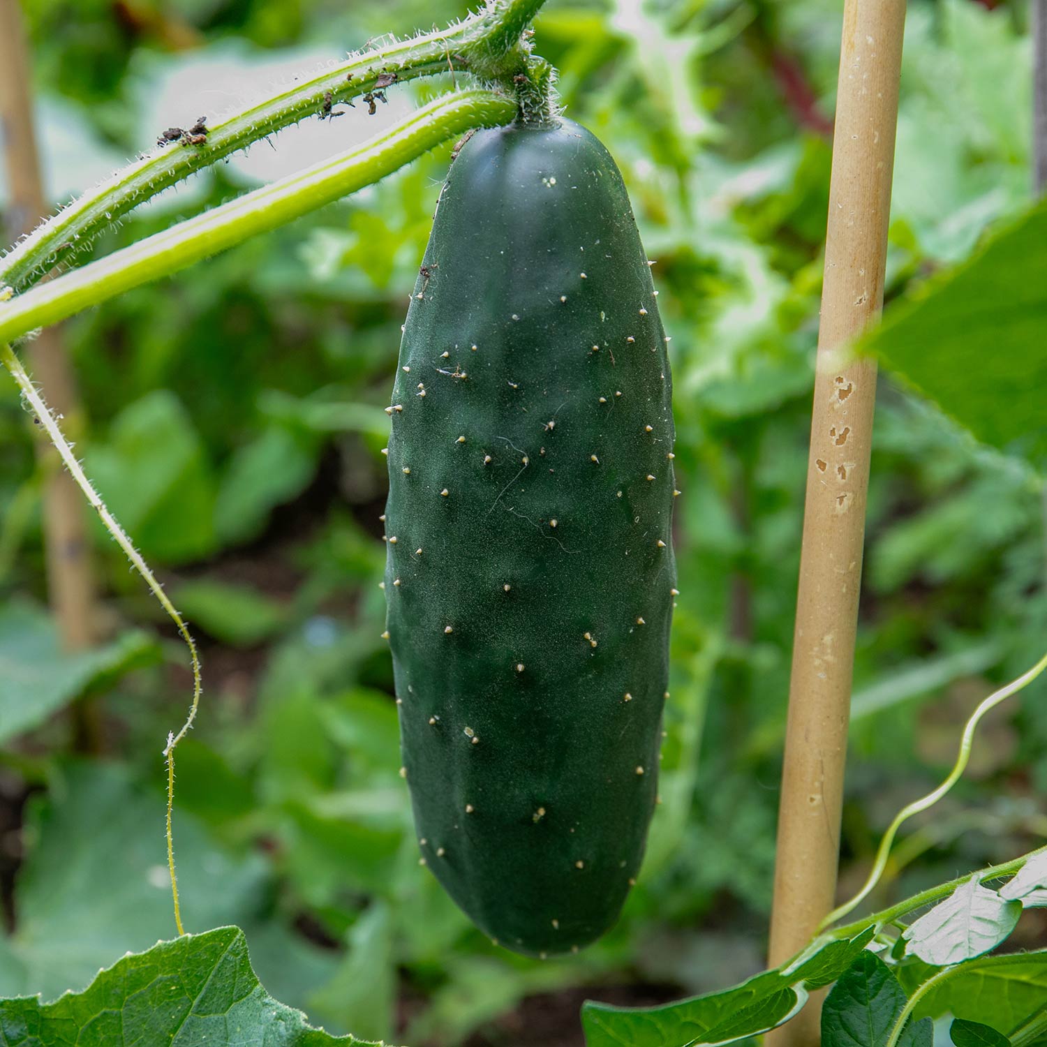 Cucumber 'marketmore' Rhs Award-winning Variety | 3 x Jumbo Plugs | Green