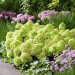 Hydrangea Paniculata Groundbreaker Greeny - 14cm pots | Set-of-1 | Lime Green