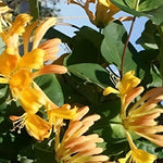 Direct Plants Lonicera Copper Beauty Evergreen Honeysuckle Climbing Plant 3-4ft Tall Supplied In A 3 Litre Pot