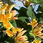 Lonicera Copper Beauty Evergreen Honeysuckle Climbing Plant 3-4ft Tall Supplied In A 3 Litre Pot