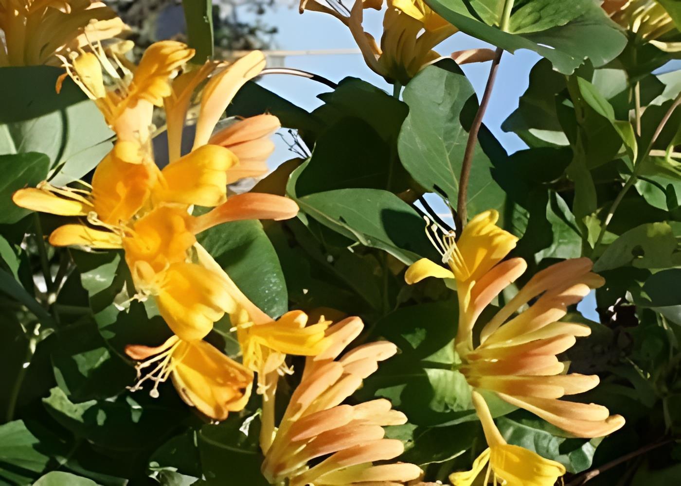 Lonicera Copper Beauty Evergreen Honeysuckle Climbing Plant 3-4ft Tall Supplied In A 3 Litre Pot