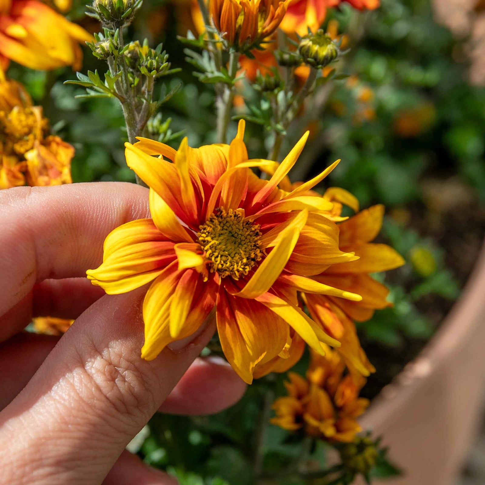 Bidens 'bee Happy Double Orange' Perennial For Containers And Borders | 12 x Plug Plants | Orange