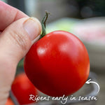 Cordon Tomato 'ailsa Craig' Classic Salad Variety 9cm Plants | Set of 3