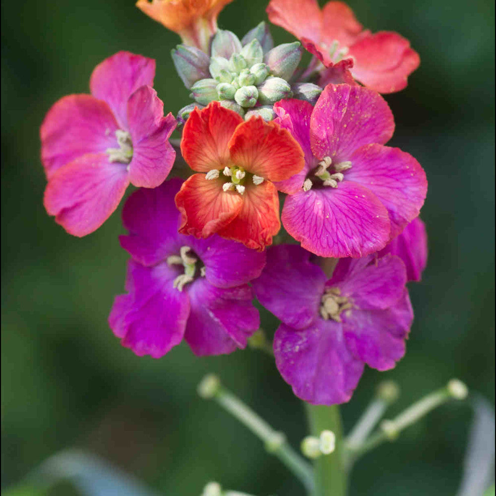 Erysimum Red Jep - Perennial Wallflower Set Of 3 In 9cm Pots