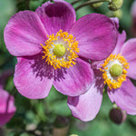 Anemone Hupehensis 'hadspun Abundance' - 9cm pots | 1 x 9cm | Pink