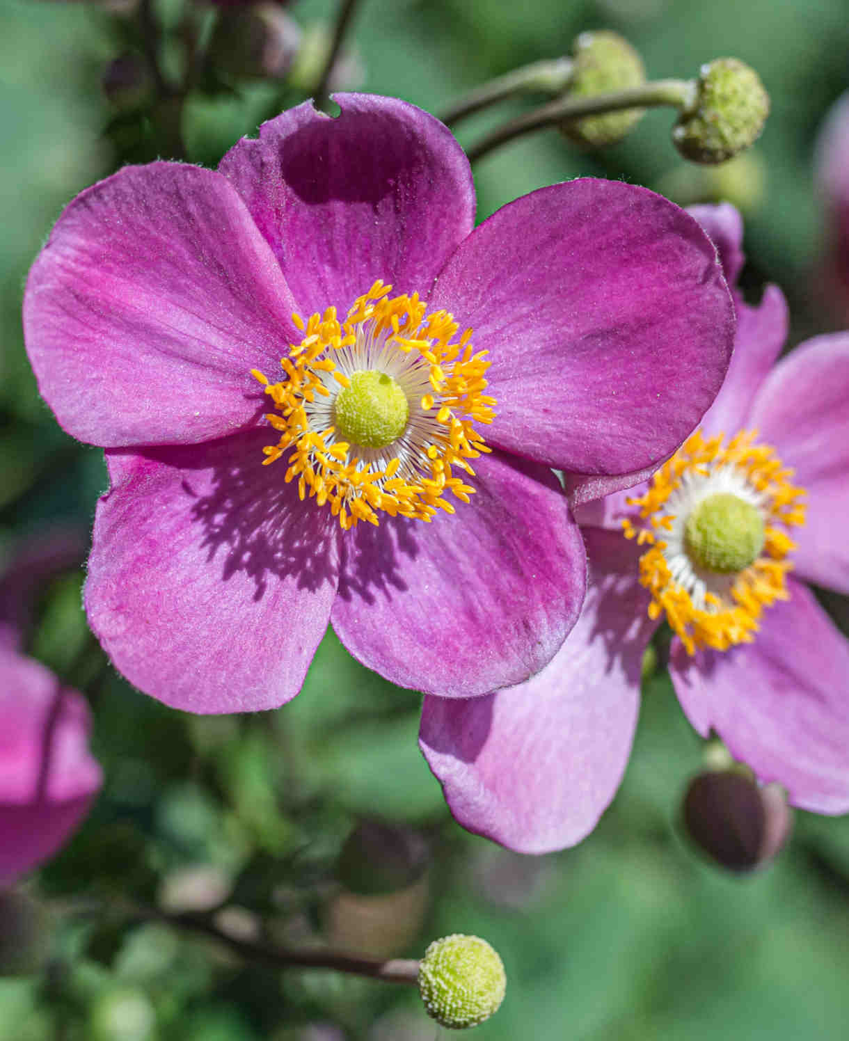 Anemone Hupehensis 'hadspun Abundance' - 9cm pots | 3 x 9cm | Pink