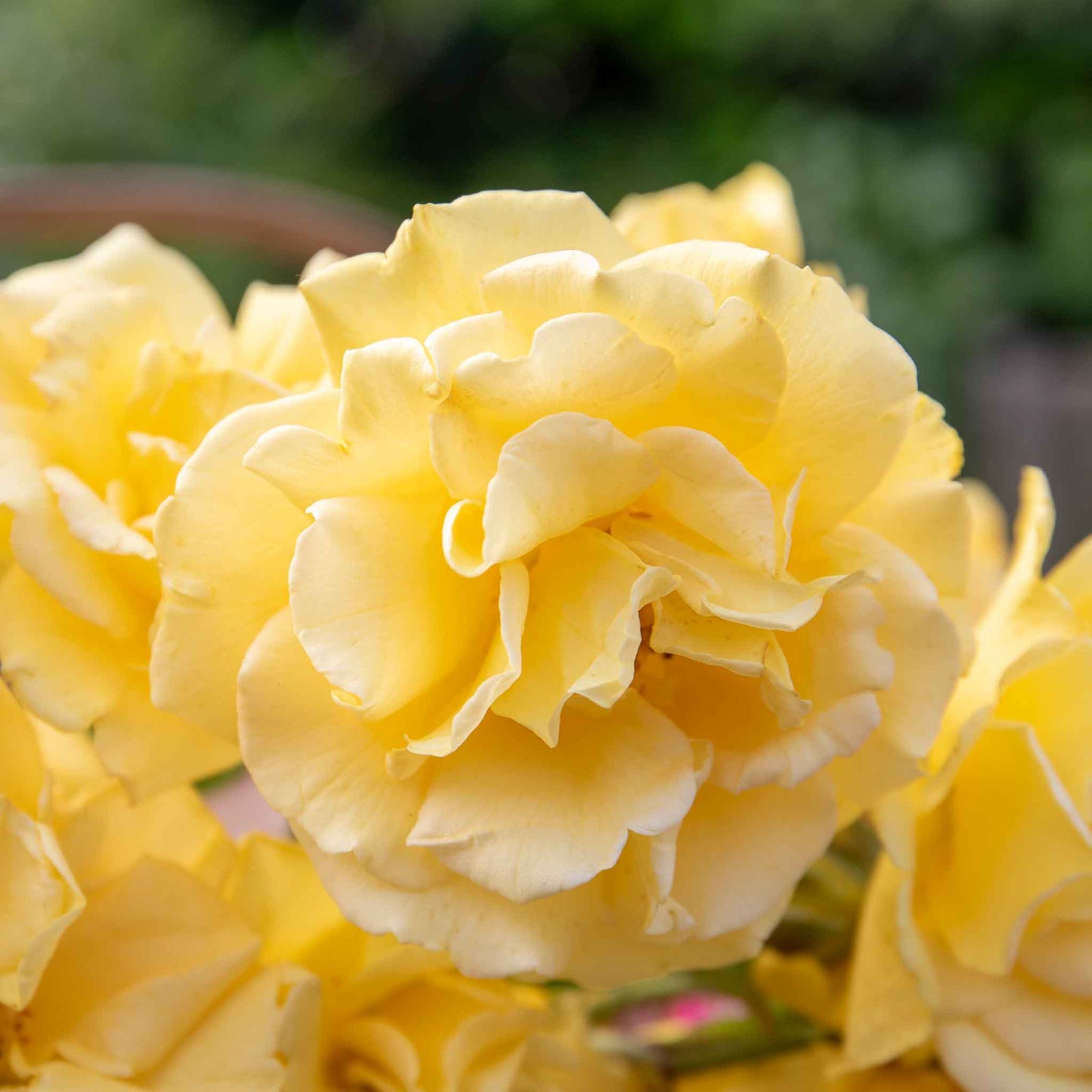 Rose 'precious Gold' Floribunda (golden Yellow, ) | 1 x Bare Root | Yellow