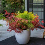 Japanese Maple - Acer Palmatum 'festival' - Height 60-70cm - ⌀19cm | Set of 1 | Green