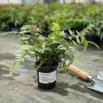 Athyrium 'niponicum Red Beauty' Fern | 1 x 2L | Multi