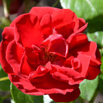 Rosa 'dublin Bay' - Bare Root Plants | 3 x Bare Root | Red