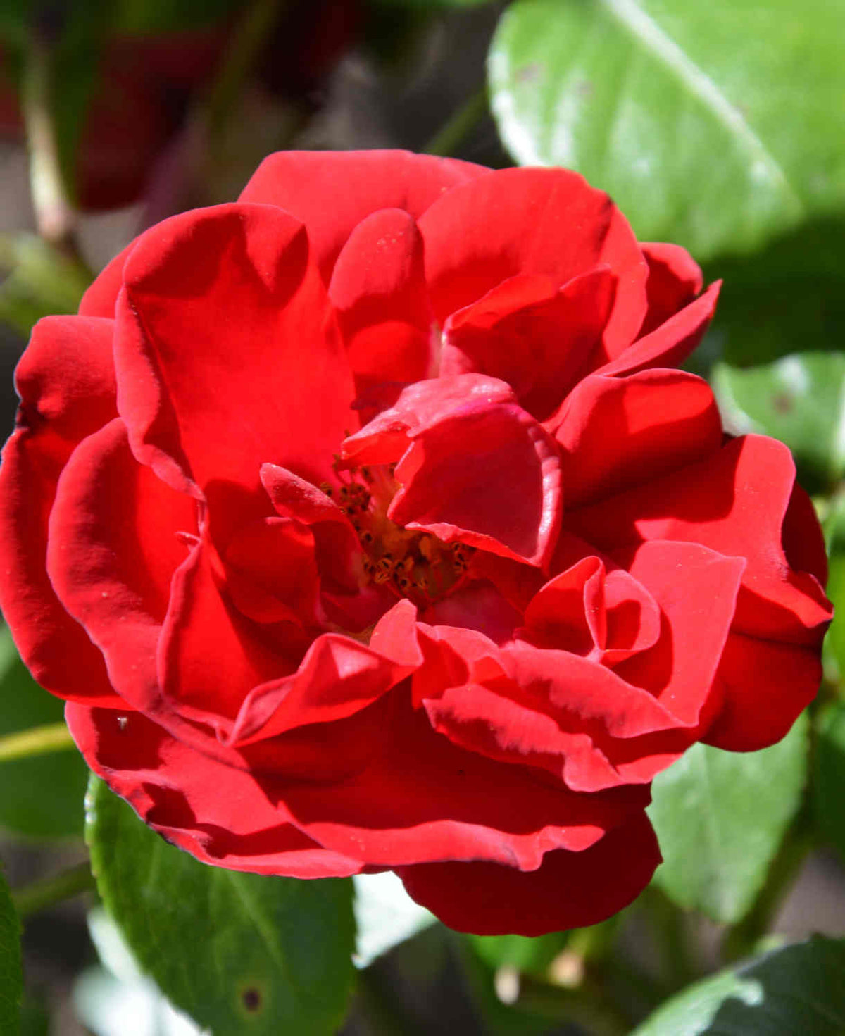 Rosa 'dublin Bay' - Bare Root Plants | 3 x Bare Root | Red