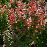 Direct Plants Berberis Red Pillar Garden Shrub Japanese Barberry Plant