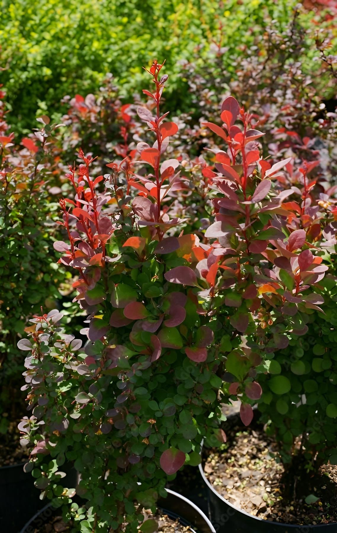 Direct Plants Berberis Red Pillar Garden Shrub Japanese Barberry Plant