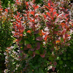 Berberis Red Pillar Garden Shrub Japanese Barberry Plant