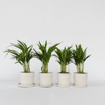 Areca Palm 'golden Cane' - 4 Pcs. - Dypsis Lutescens - Height 30-45cm - ⌀12cm | Set-of-4 | Green