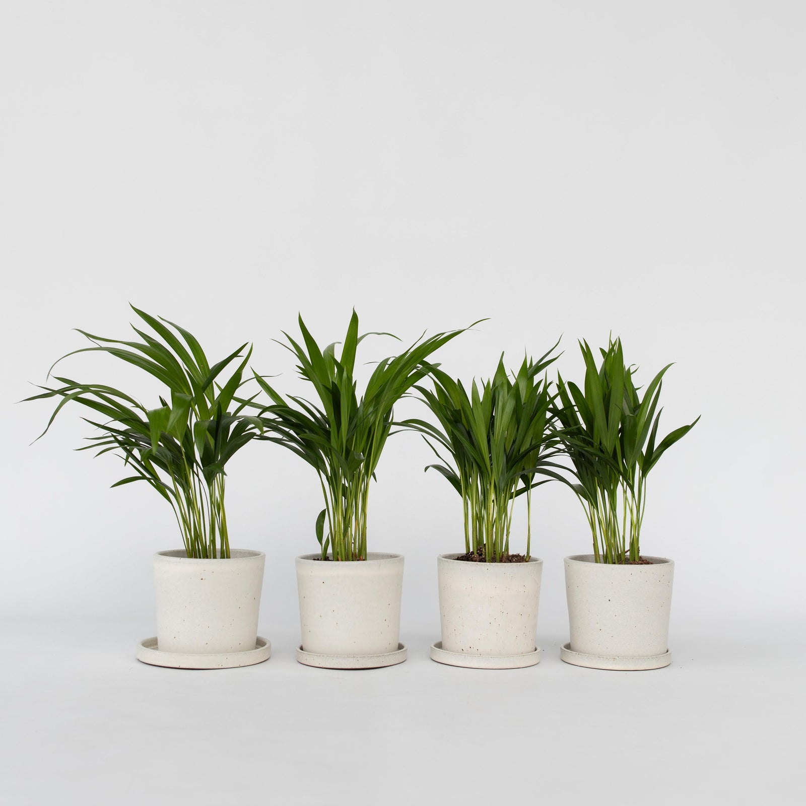 Areca Palm 'golden Cane' - 4 Pcs. - Dypsis Lutescens - Height 30-45cm - ⌀12cm | Set-of-4 | Green