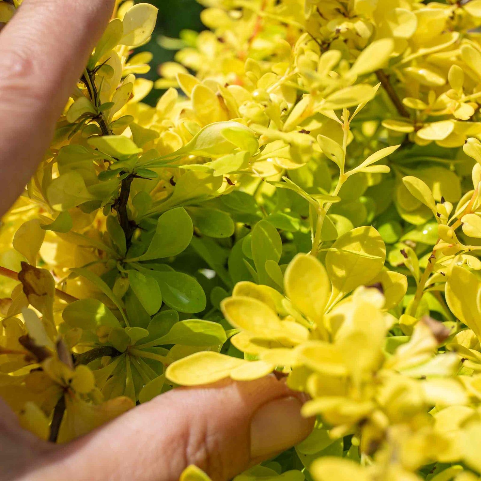 Berberis Thunbergii 'golden Horizon' | 3 x 7cm Plants | Yellow