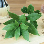 Pyramid Bay Tree (laurus Nobilis) - Evergreen Topiary For Pots & Doorways | 2 x 70cm | Green