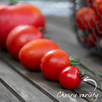 Tumbling Tom Bush Cherry Tomato 9cm Plants | Set of 6 | Red