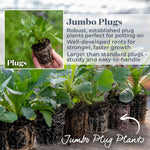 Abutilon 'rhubarb And Custard' Trailing Flowering Shrub, Hardy To -5°c | 6 x Jumbo Plugs | Multi