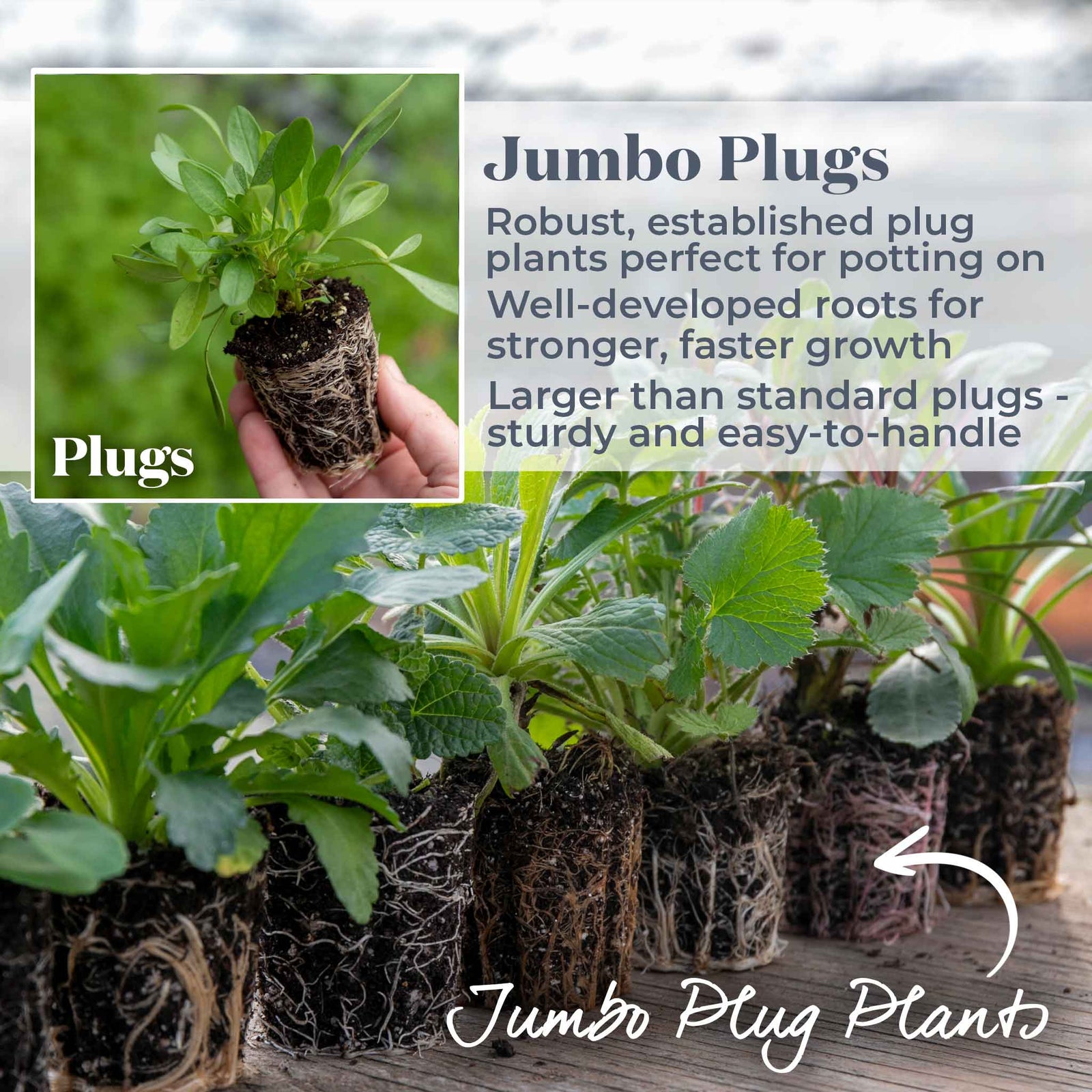 Abutilon 'rhubarb And Custard' Trailing Flowering Shrub, Hardy To -5°c | 6 x Jumbo Plugs | Multi