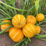 Courgette 'summer Holiday' Plant | 6 x Jumbo Plugs | Multi