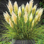 Cortaderia Selloana Tiny Pampa - Dainty And Delightful Frothy Feathers - 9cm pots | 1 x 9cm | White