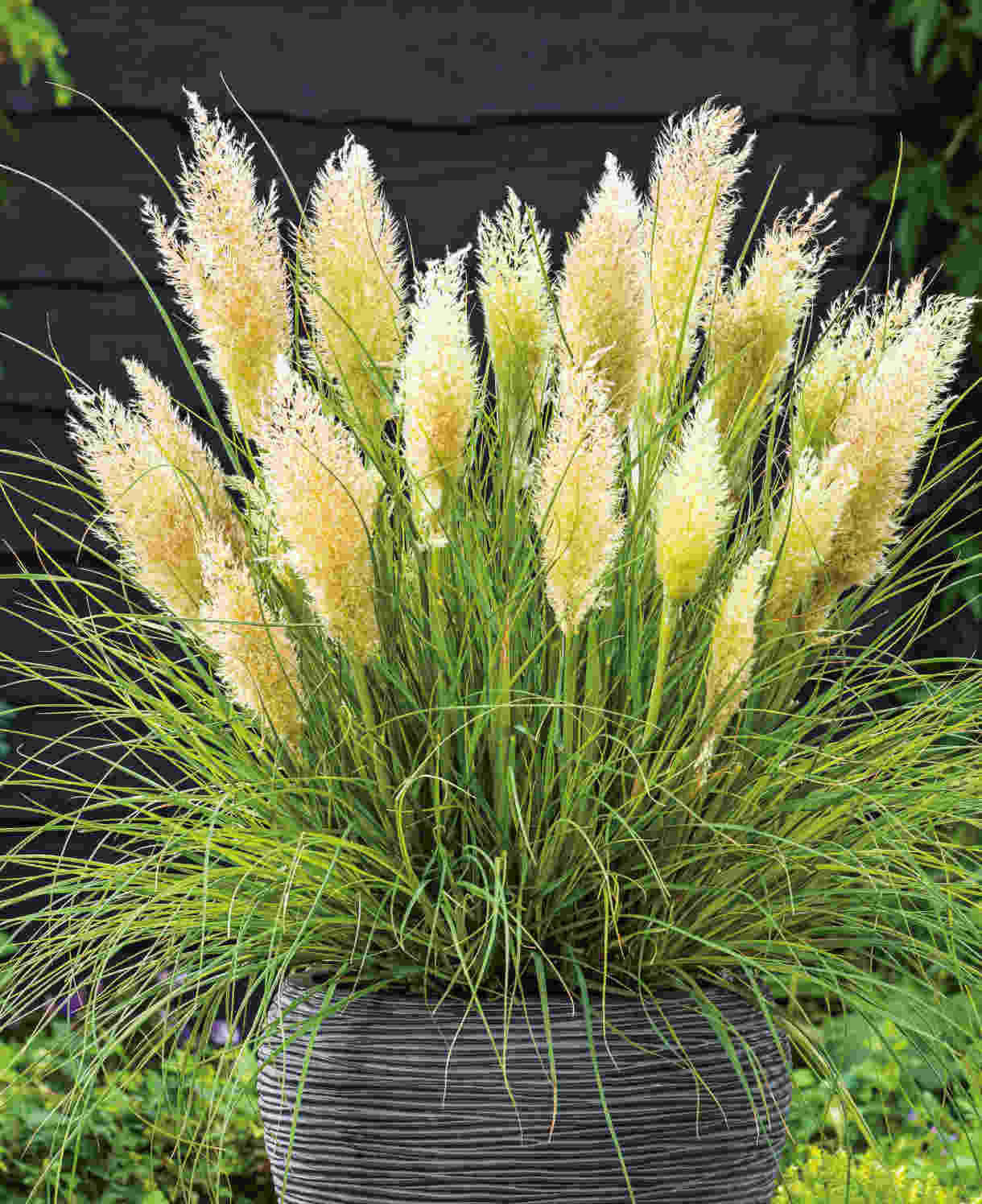 Cortaderia Selloana Tiny Pampa - Dainty And Delightful Frothy Feathers - 9cm pots | 1 x 9cm | White