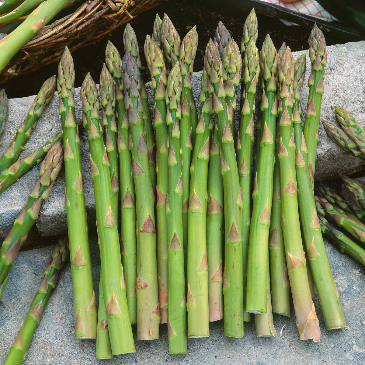 Asparagus Crown Gijnlim - Early, High-yielding Variety | Set of 5 | Green