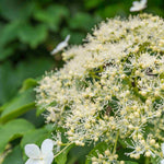 Hayloft Hydrangea Seemannii - Evergreen Climber 1 X 8cm Pot