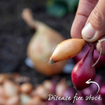Spring-planting Onion Sets Duo Pack — Red Baron And Stuttgarter Riesen | Set of 2 | Teal & Yellow