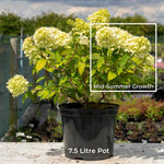 Hydrangea 'mojito' Lime Green Flowering Shrub | 1 x 7.5L | Green