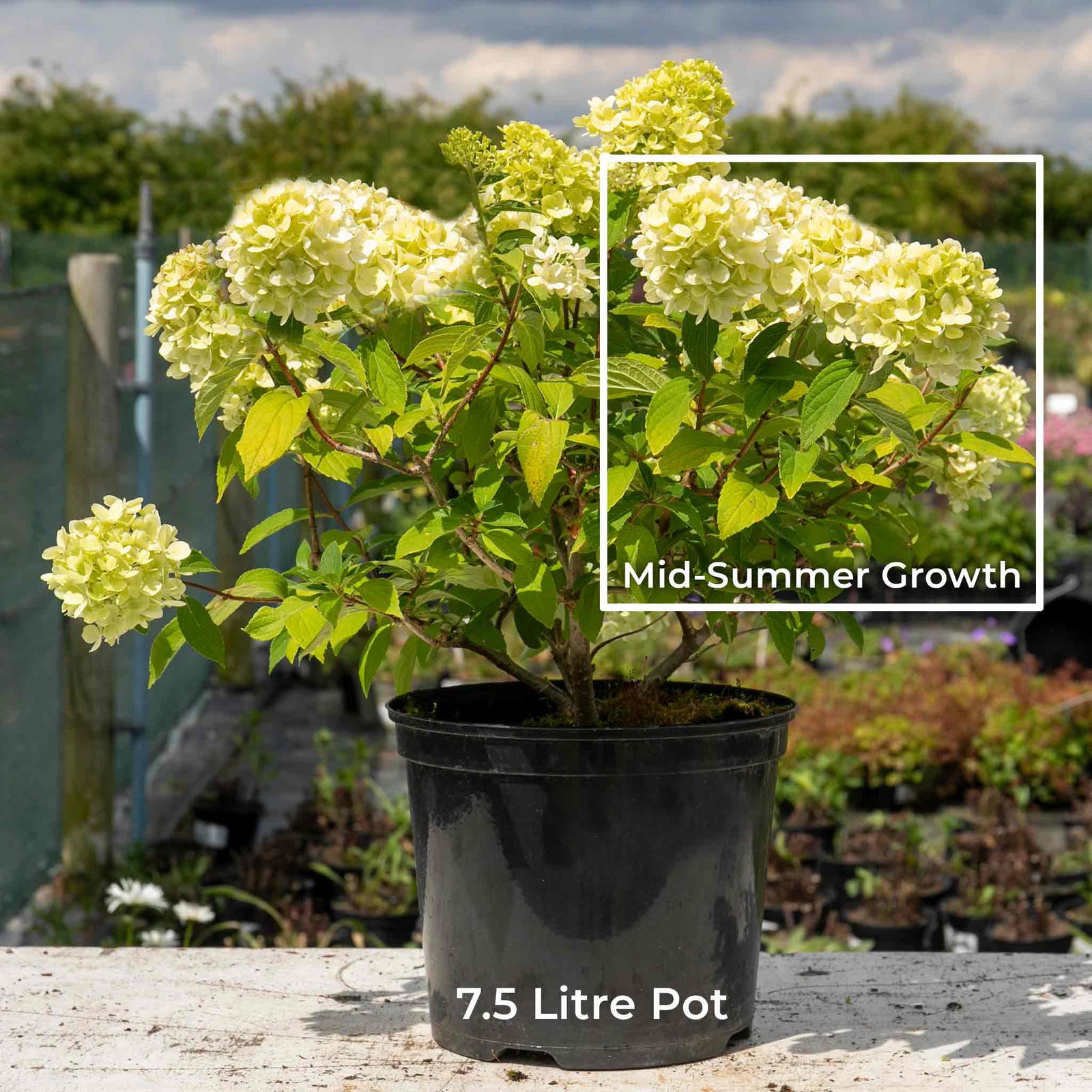 Hydrangea 'mojito' Lime Green Flowering Shrub | 1 x 7.5L | Green