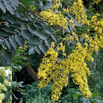 Direct Plants Koelreuteria Paniculata Tree 6ft Tall Supplied In A 12 Litre Pot