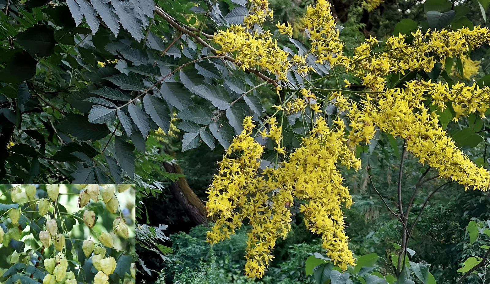 Direct Plants Koelreuteria Paniculata Tree 6ft Tall Supplied In A 12 Litre Pot