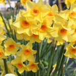 Hayloft Narcissus Falconet - 30 Bulbs
