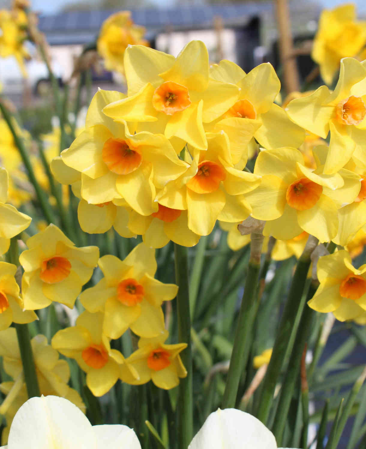 Hayloft Narcissus Falconet - 30 Bulbs