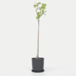 Blackcurrant Plant - Ribes Nigrum 'Titania' - Height 90-100cm - ⌀21cm | Set of 2 | Green