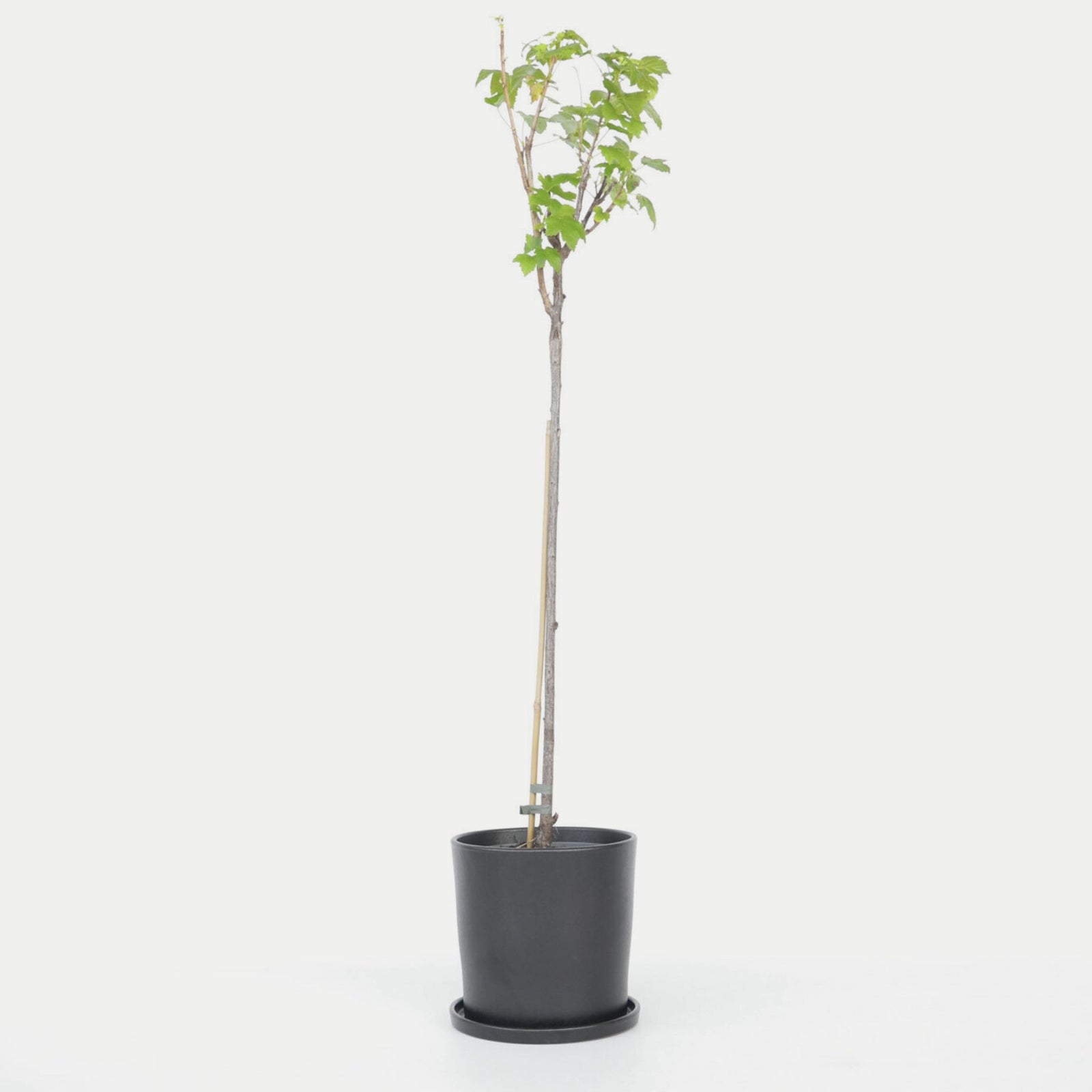 Blackcurrant Plant - Ribes Nigrum 'Titania' - Height 90-100cm - ⌀21cm | Set of 2 | Green