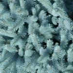Direct Plants Picea Pungens Edith Blue Colorado Spruce Tree 2.5-3ft Large In A 7.5 Litre Pot
