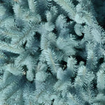 Picea Pungens Edith Blue Colorado Spruce Tree 2.5-3ft Large In A 7.5 Litre Pot