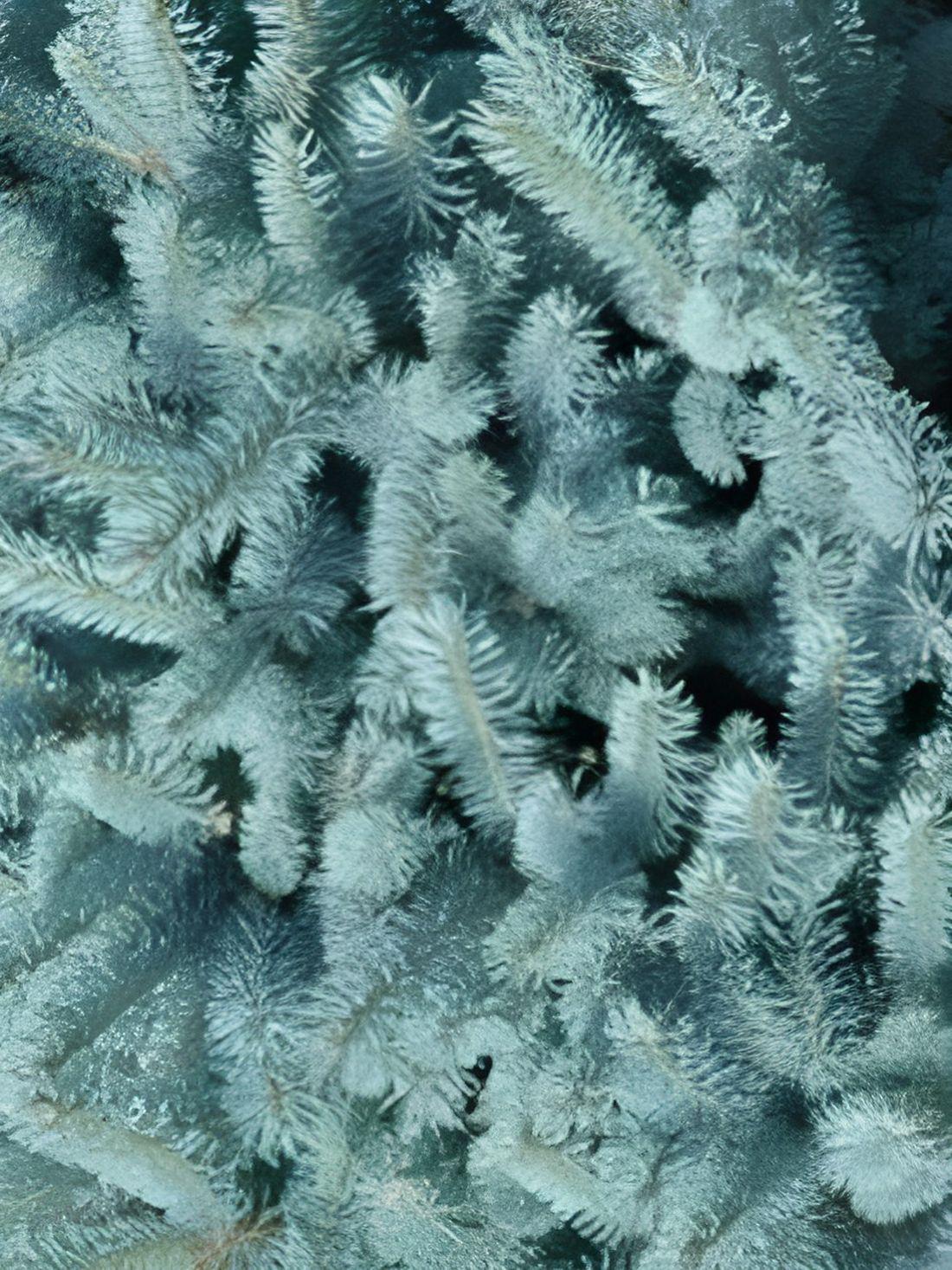 Picea Pungens Edith Blue Colorado Spruce Tree 2.5-3ft Large In A 7.5 Litre Pot